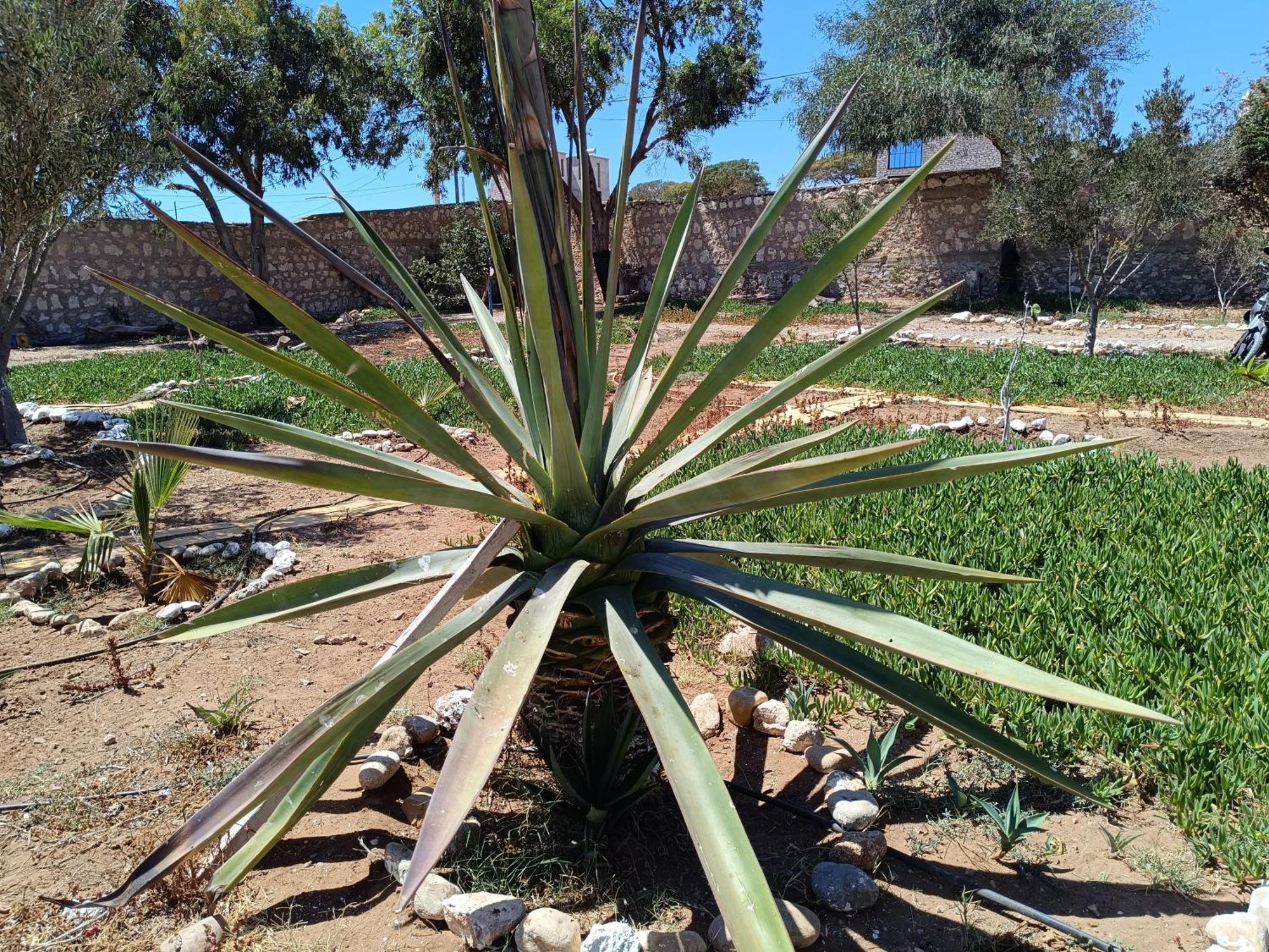 Ferienwohnung Dar Nezza Sidi Kaouki Exterior foto