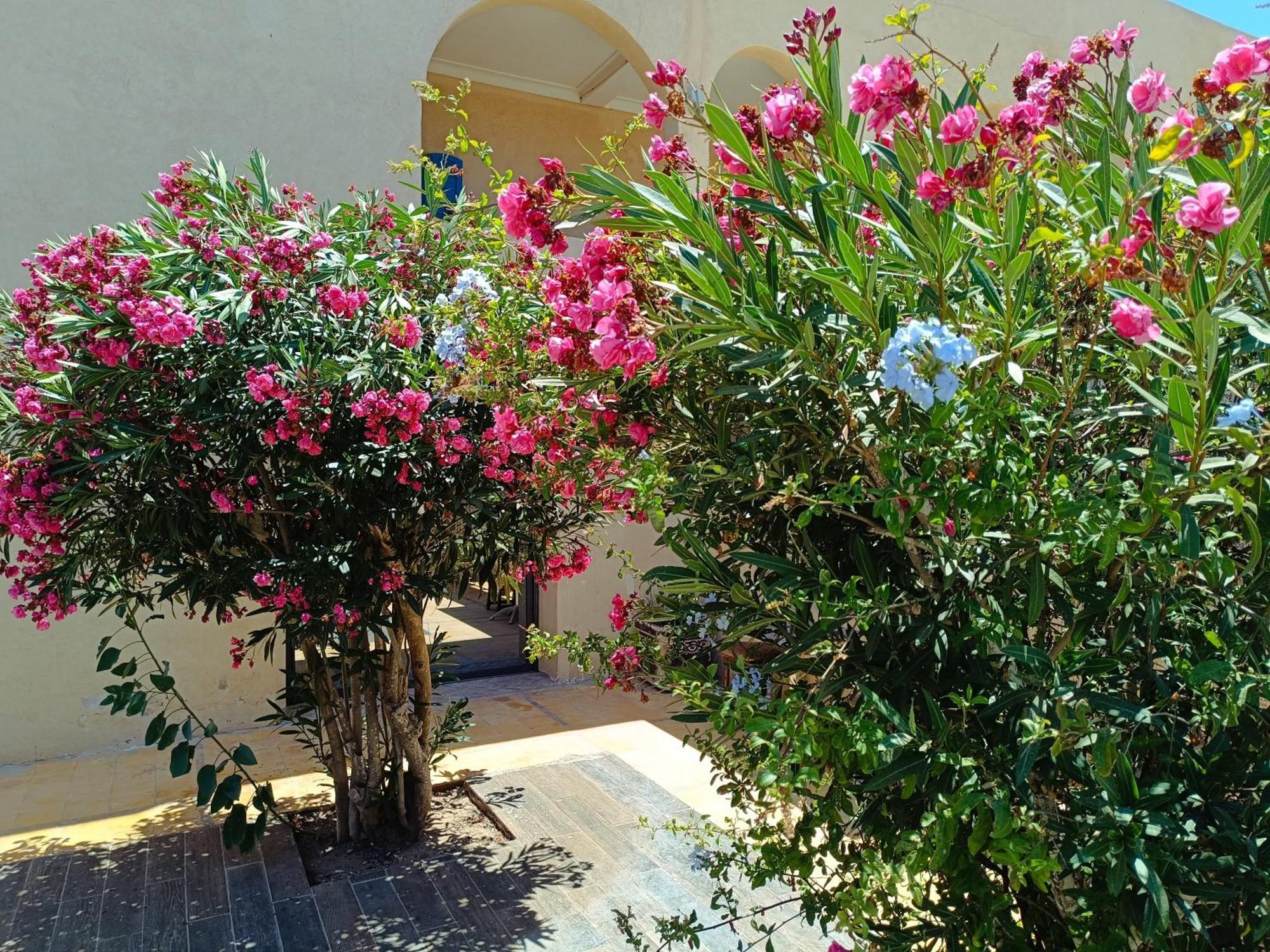 Ferienwohnung Dar Nezza Sidi Kaouki Exterior foto